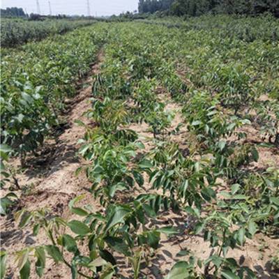 嫁接清香核桃苗的培育與銷售 以4公分粗壯苗木為例