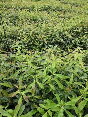 福新苗圃 通州木荷大田苗與小苗培育銷售，以服務(wù)至上為本