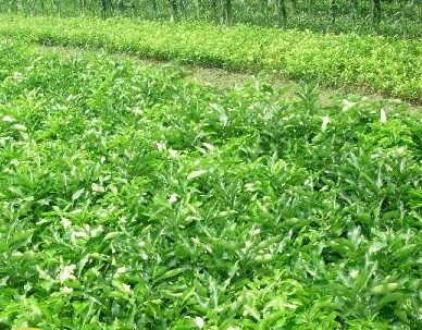 三紅蜜柚苗圃指南 平和陳桂富蜜柚苗的價格與價值解析