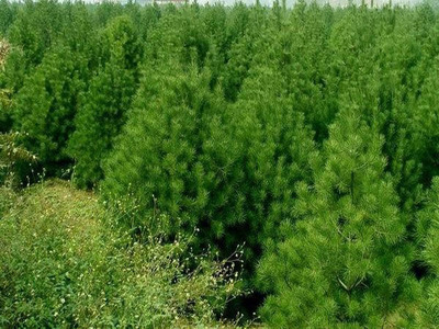 白皮松科學種植與苗圃管理 株距行距優(yōu)化指南