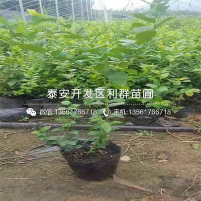 晚藍(lán)藍(lán)莓樹(shù)苗 從優(yōu)質(zhì)苗圃到專(zhuān)業(yè)銷(xiāo)售基地的培育與選購(gòu)指南