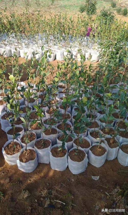 澧縣苗圃 精心培育80萬(wàn)株優(yōu)質(zhì)油茶苗，助推產(chǎn)業(yè)繁榮與鄉(xiāng)村振興
