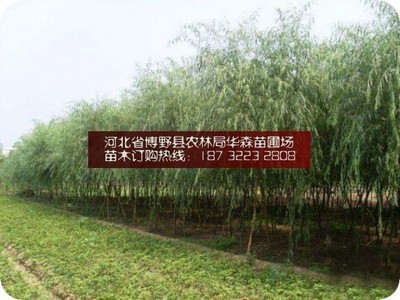 保定垂柳 苗圃培育與銷(xiāo)售的典范——探訪河北省博野縣農(nóng)林局華森苗圃場(chǎng)銷(xiāo)售部