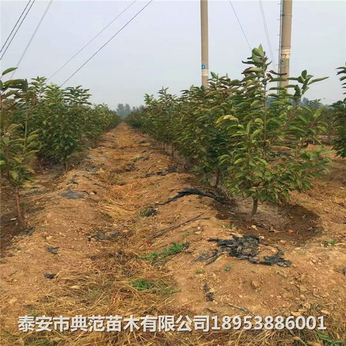 車(chē)?yán)遄訖烟覙?shù)苗價(jià)格與報(bào)價(jià)概況 苗圃培育與銷(xiāo)售指南